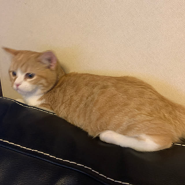 haruさんの実例写真