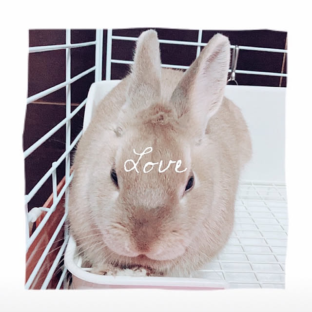manekinekoさんの部屋
