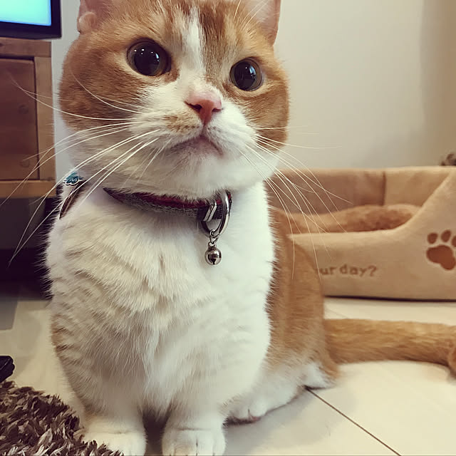 KotarouKunさんの実例写真