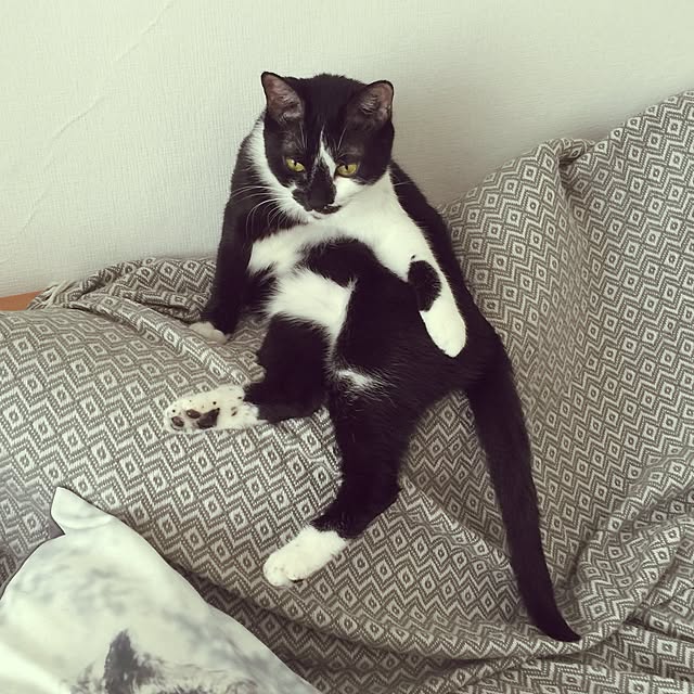 miruさんの実例写真