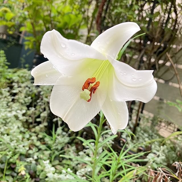 min_nimさんの実例写真