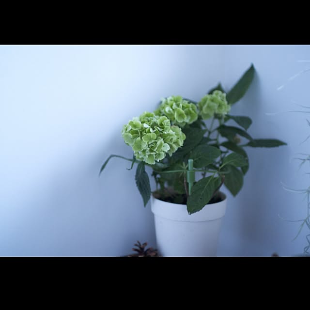 hamakajiさんの実例写真
