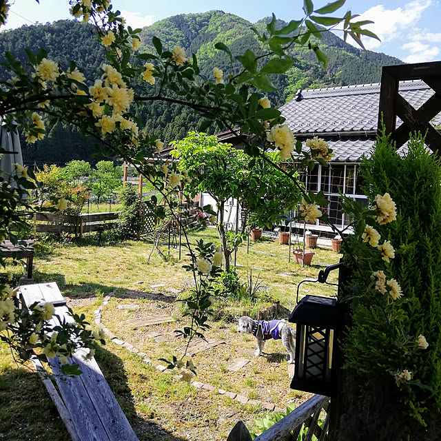 ym0115さんの実例写真
