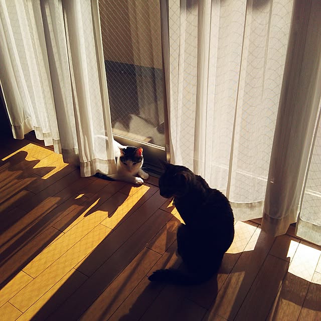 sakuraさんの実例写真