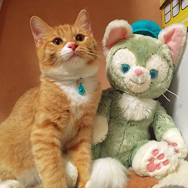 CATさんの実例写真