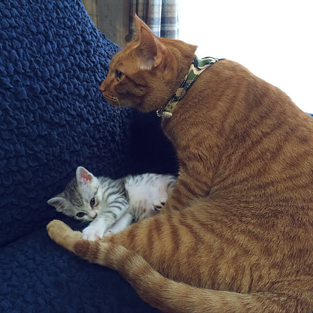 annさんの実例写真