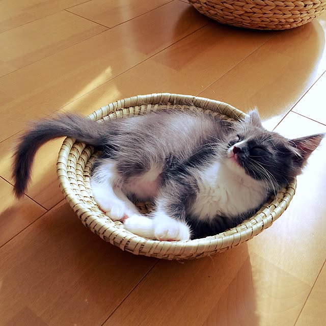 mangomilkさんの実例写真