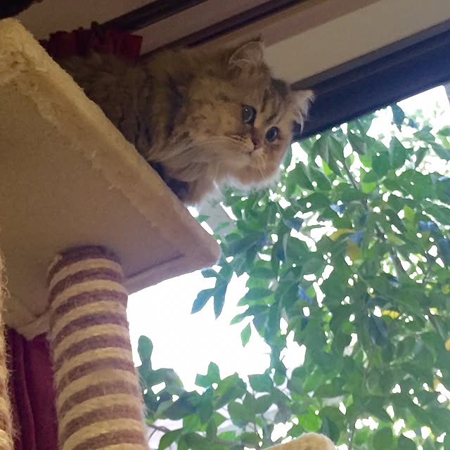 butachanさんの実例写真