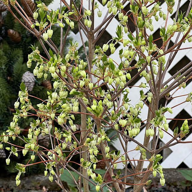 miyuさんの実例写真