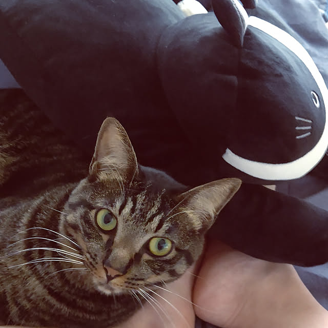 hihaさんの実例写真
