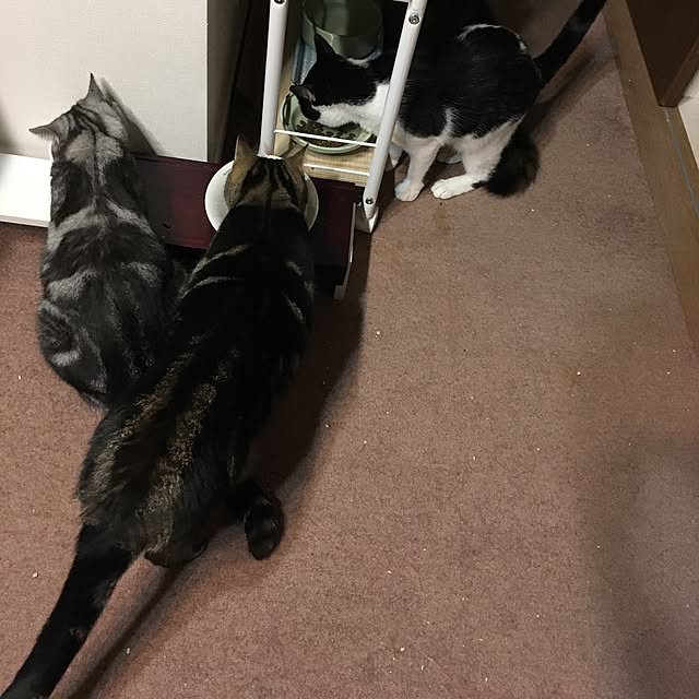 mikomaruさんの実例写真