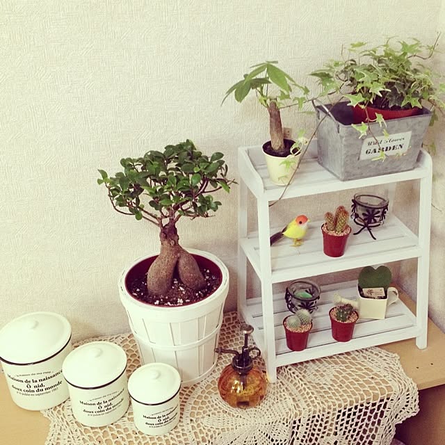 棚/植物のインテリア実例 - 2013-02-04 07:53:20