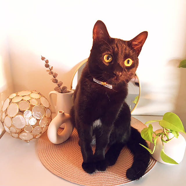 nekomiさんの実例写真