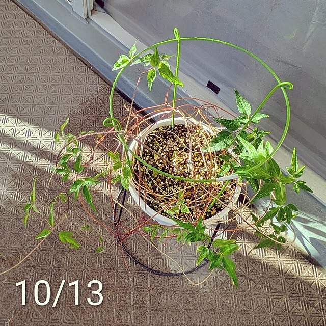 mi-saさんの部屋