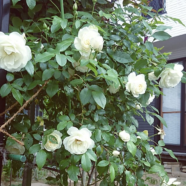 plumeriaさんの実例写真