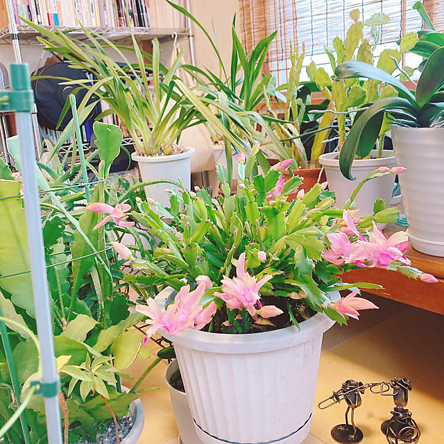 Megumiさんの実例写真