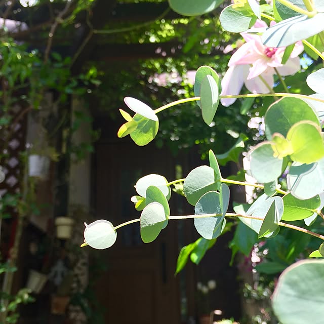 butachanさんの実例写真