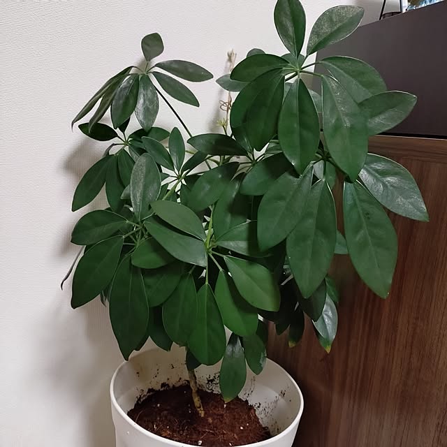 happytearsさんの実例写真