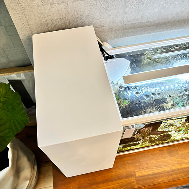 Minteaさんの部屋