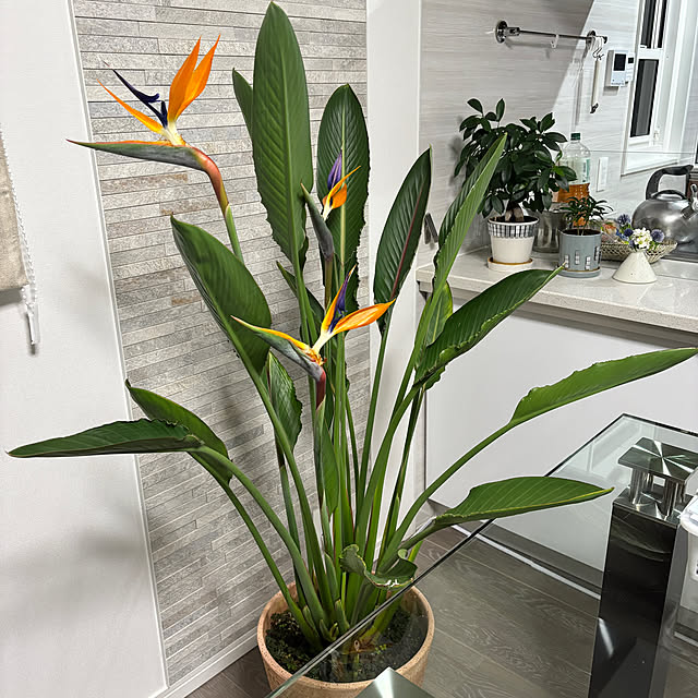 kirakiraboshi2110さんの実例写真