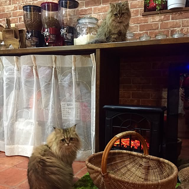 butachanさんの実例写真