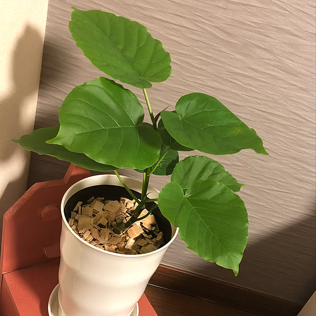 troisさんの実例写真