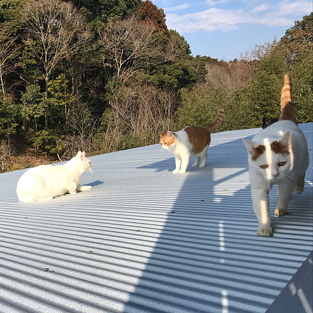 sakurasakuさんの実例写真