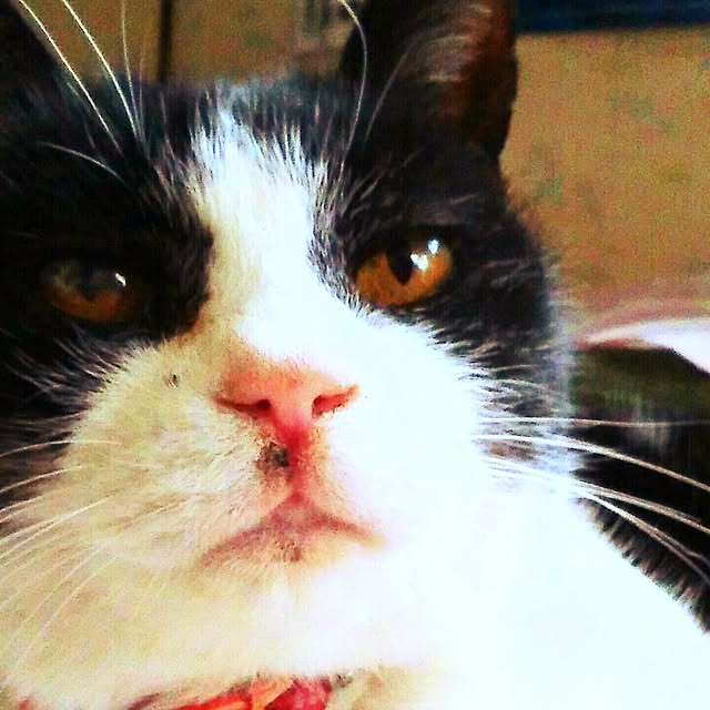 nekoandouさんの実例写真