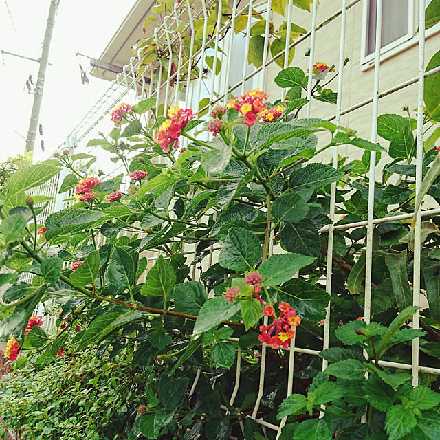 moku2さんの実例写真