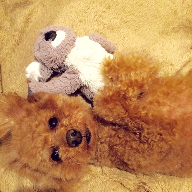 Momoさんの実例写真
