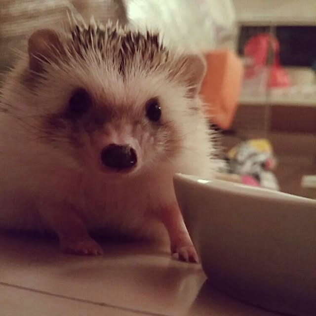 kuruさんの実例写真