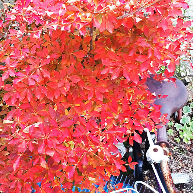 min_nimさんの実例写真