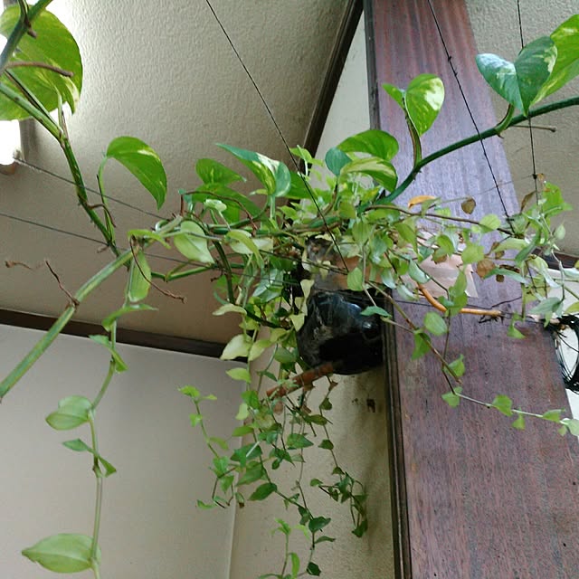 shoko0420さんの実例写真