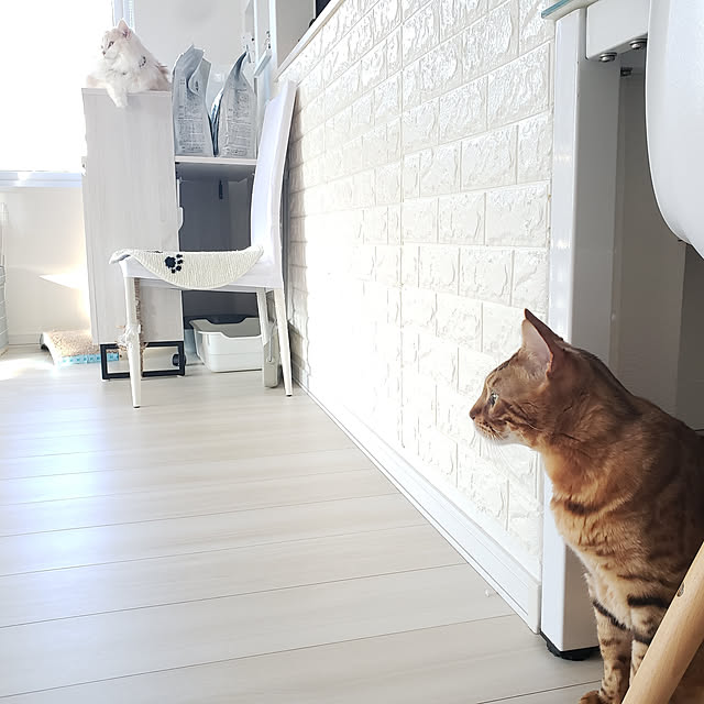 megu.catさんの実例写真