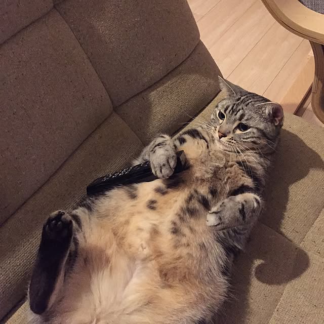 y.k.0123さんの実例写真