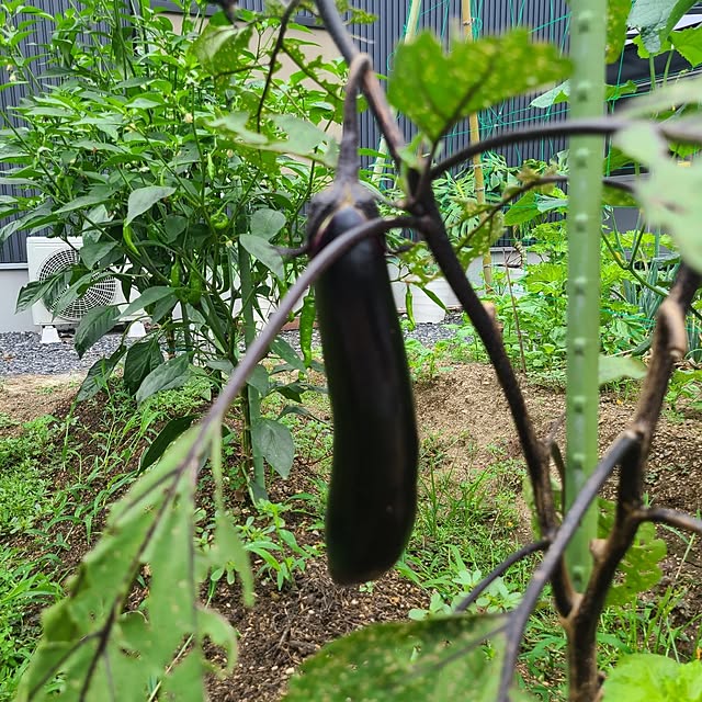Rubiconさんの部屋