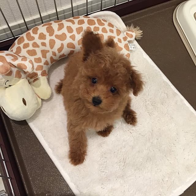 Chiakiさんの実例写真
