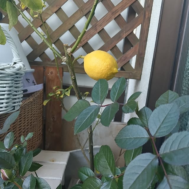 opium1さんの実例写真