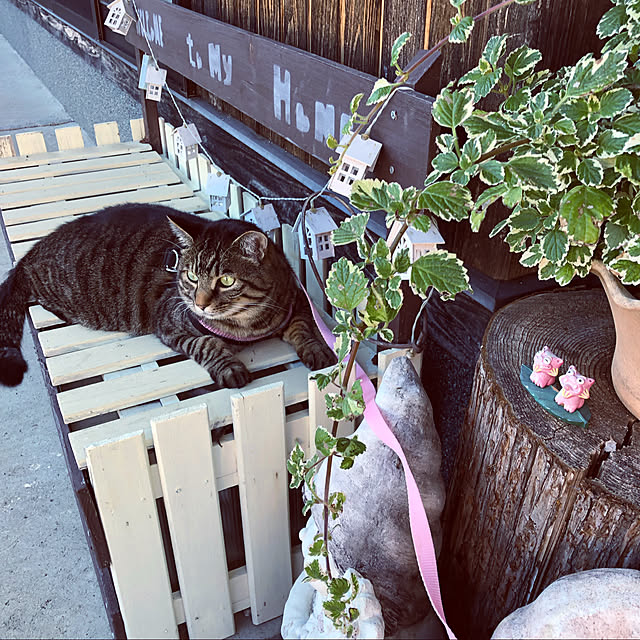 kumako0147さんの実例写真