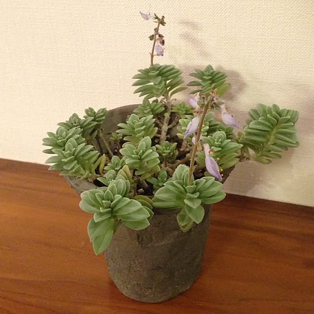 mimiさんの実例写真