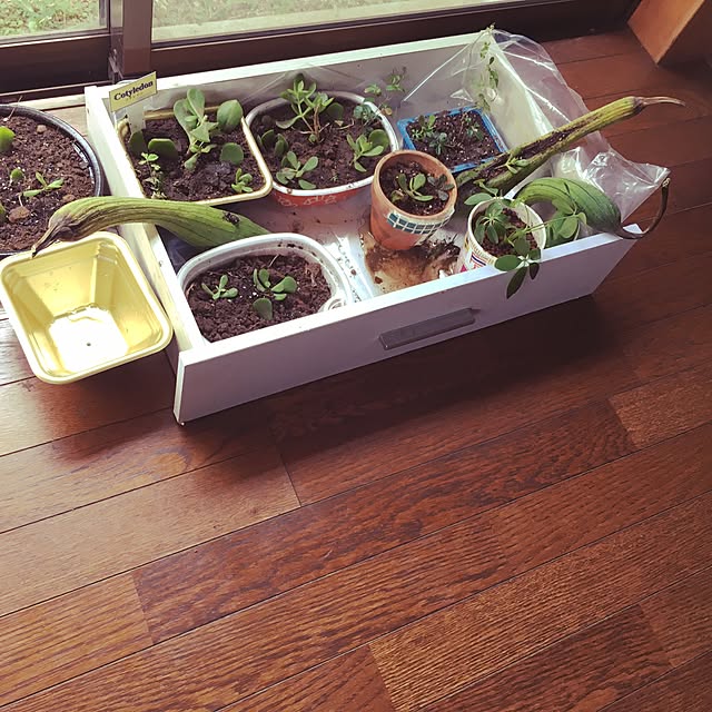 キッチン/観葉植物/多肉植物のインテリア実例 - 2015-10-09 12:30:20