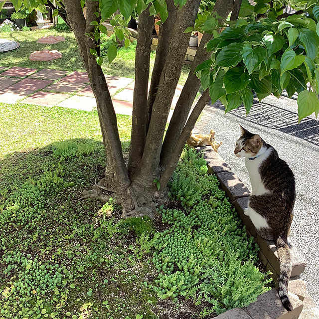 haruminさんの実例写真