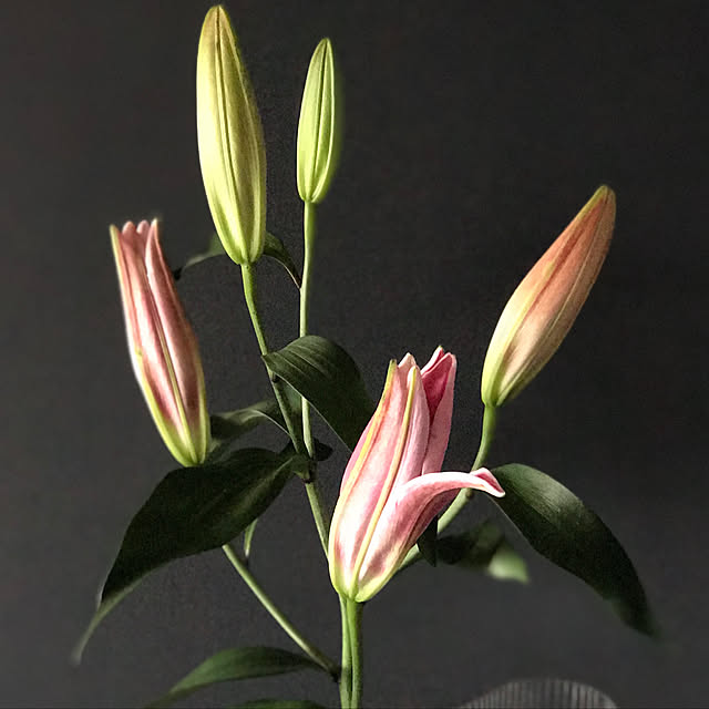 観葉植物/部屋全体のインテリア実例 - 2020-03-15 21:43:16