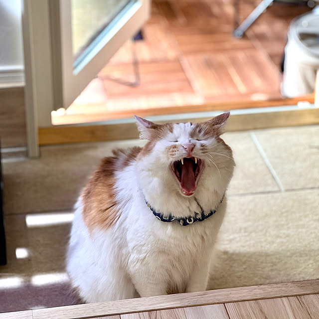 yutaさんの実例写真