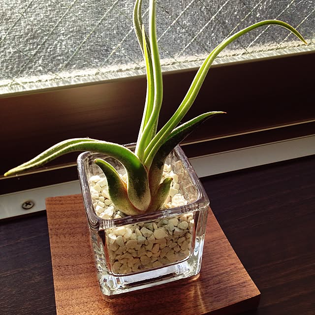 koanbuchoさんの実例写真