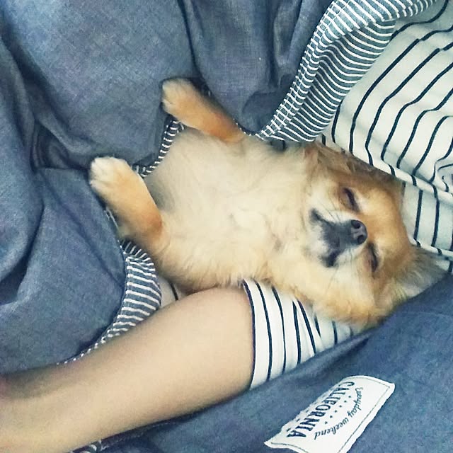 kojikojiさんの実例写真