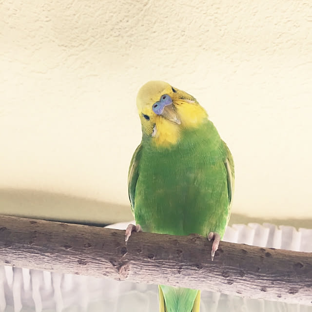 maryKayoさんの実例写真