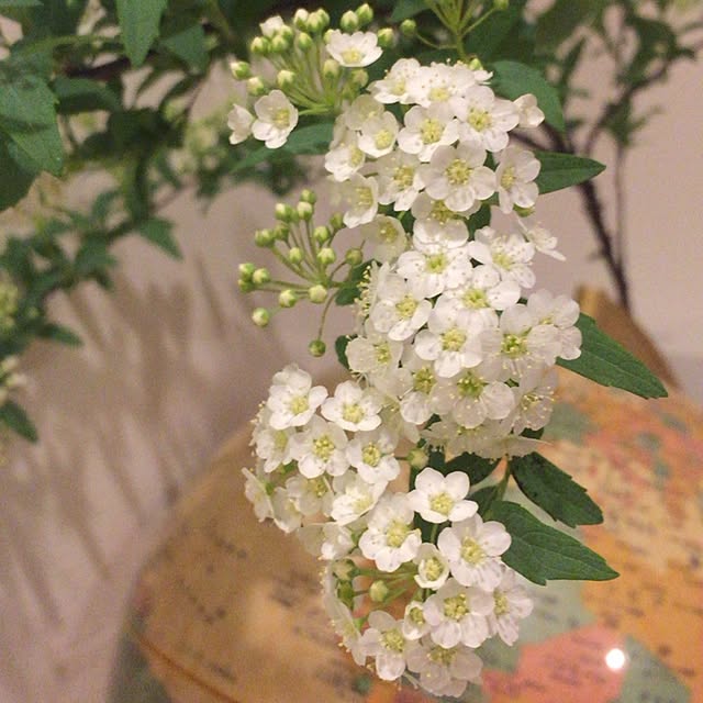 棚のインテリア実例 - 2016-03-27 22:51:53