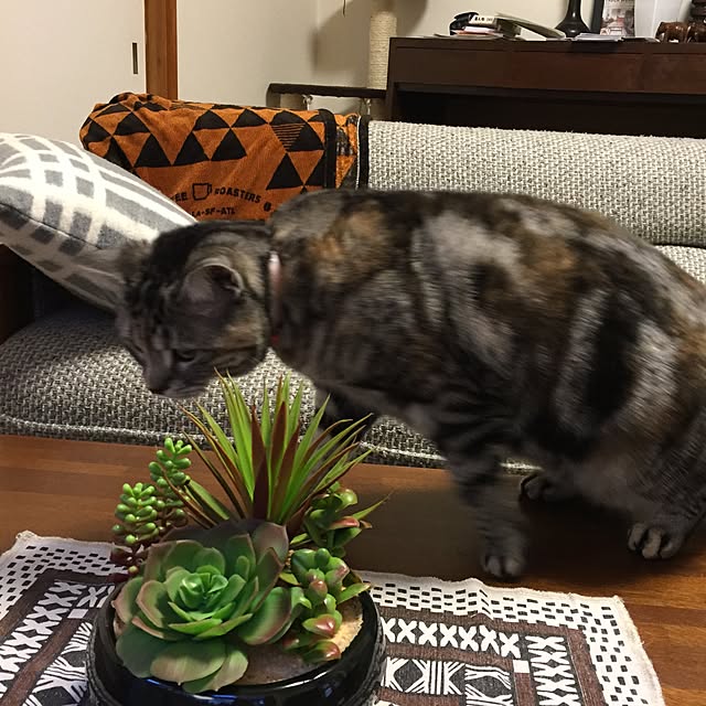 haruさんの実例写真