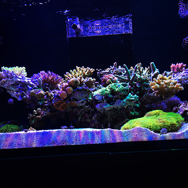 aquarium_seaさんの実例写真